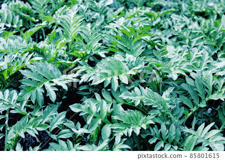 Green leaves of a tropical plant top view Green leaves of a tropical plant top view 85801615