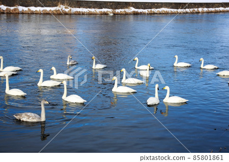 Chitose River Nature Swan Hakucho 85801861