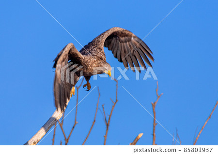 White-tailed eagle aiming for prey White-tailed eagle aiming for prey 85801937