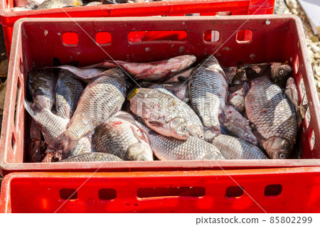 Freshly caught fish carp ready for sale Freshly caught fish carp ready for sale 85802299
