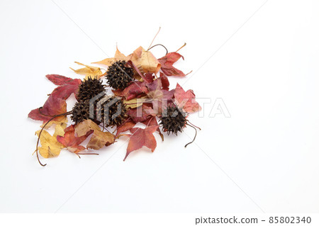 Sweetgum fruit and its fallen leaves 85802340