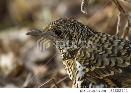 Grassy thrush Grassy thrush 85802341