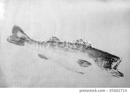 Gyotaku super big sea bass (ranker size sea bass) as a whole Gyotaku super big sea bass (ranker size sea bass) as a whole 85802714