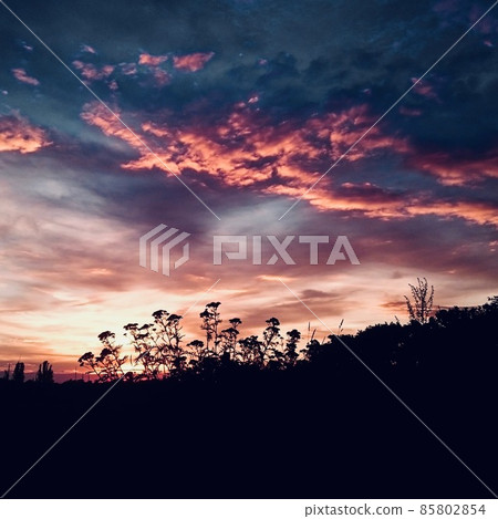 pink sunset sky behind the botanical flower silhouette 85802854