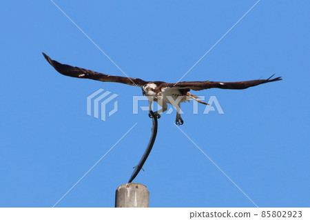 《Chigasaki City / Yanagishima Kaigan》 Osprey flying by catching needlefish 85802923