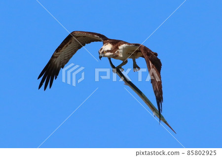 《Chigasaki City / Yanagishima Kaigan》 Osprey flying by catching needlefish 85802925