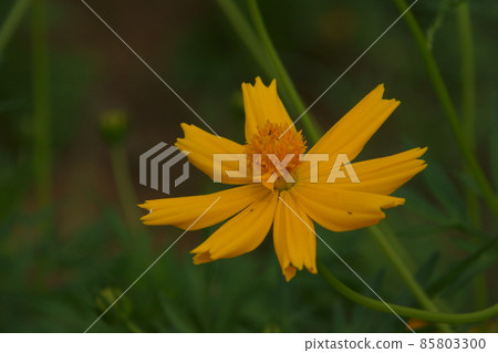  Kivanacosmos 85803300