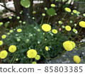 黃色圓花～哈娜螢火蟲 85803385