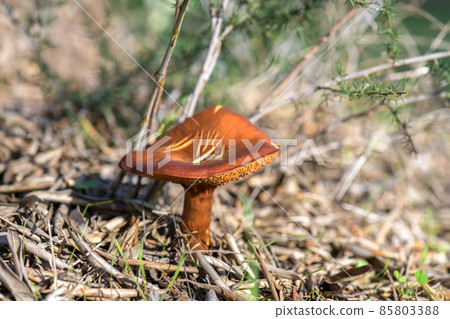 Beautiful mushroom in dry grass in autumn, backlight macro shoot Beautiful mushroom in dry grass in autumn, backlight macro shoot 85803388