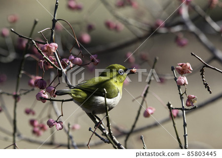 White-eye pecking Mayumi's fruit White-eye pecking Mayumi's fruit 85803445