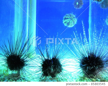sea urchin sea urchin 85803545
