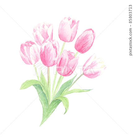用水彩模擬插圖透明背景繪製的鬱金香花束 85803713