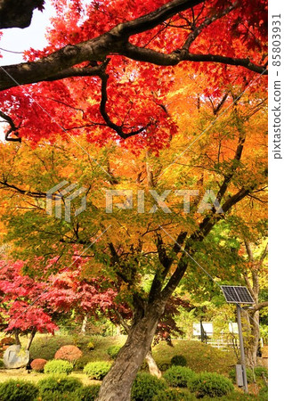 Autumn Japanese Garden Autumn Japanese Garden 85803931