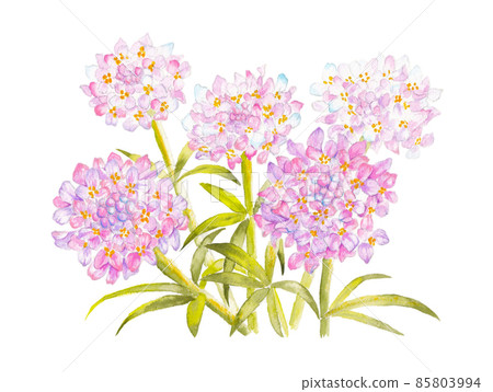 伊比利亞花卉水彩插圖 85803994