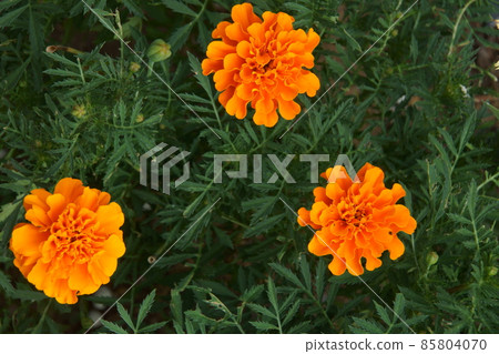 Marigold Marigold 85804070