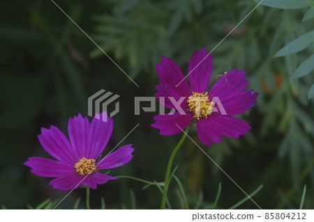 Cosmos Cosmos 85804212