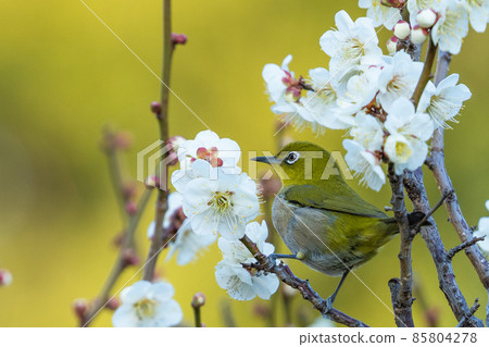 White-eye holiday 85804278