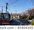 Cherry blossoms and trams in Asukayama Park 85804305
