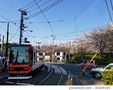 Cherry blossoms and trams in Asukayama Park 85804305