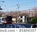 Cherry blossoms and trams in Asukayama Park 85804307
