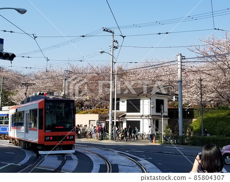 Cherry blossoms and trams in Asukayama Park 85804307