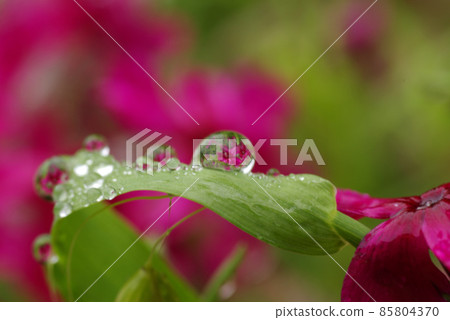 反映在水滴（drops，shizuku）中的苔蘚福祿考（moss phlox）的花很有趣。 85804370