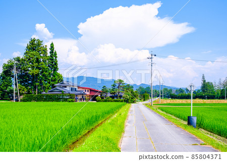 Country landscape in summer 85804371