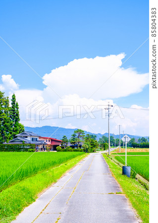 Country landscape in summer Country landscape in summer 85804383