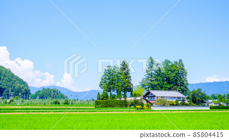 Country landscape in summer Country landscape in summer 85804415