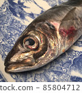 Tosa / Muroto的天然魚竹莢魚的詞源很好。 85804712