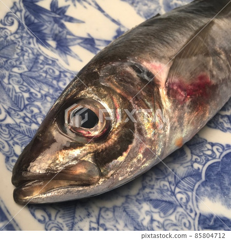 Tosa / Muroto的天然魚竹莢魚的詞源很好。 85804712