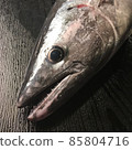 土佐和室戶的天然魚，叫做狐狸的條紋鰹魚是一種受歡迎的魚 85804716