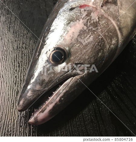 土佐和室戶的天然魚,叫做狐狸的條紋鰹魚是一種受歡迎的魚 土佐和室戶的天然魚,叫做狐狸的條紋鰹魚是一種受歡迎的魚 85804716