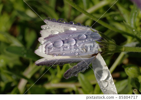 在 Osteospermum 的紫色芽上滴（滴，雫） 85804717