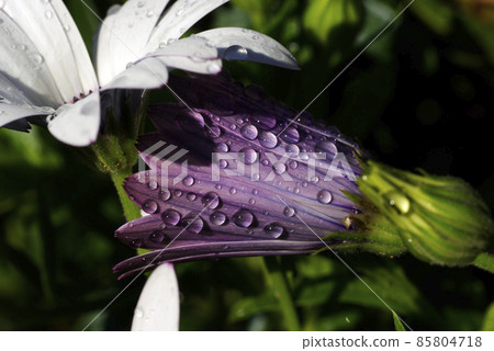 在 Osteospermum 的紫色芽上滴(滴,雫) 在 Osteospermum 的紫色芽上滴(滴,雫) 85804718