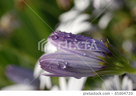 在 Osteospermum 的紫色芽上滴(滴,雫) 在 Osteospermum 的紫色芽上滴(滴,雫) 85804720