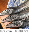 土佐的彎刀魚在關西，是一種可與秋刀魚媲美的常見魚類。 85804721