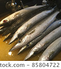 土佐的天然魚，藍鮫科，又稱水鮫科。 85804722