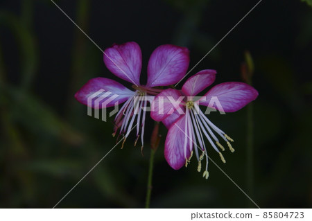 Hakuchousou Hakuchousou 85804723