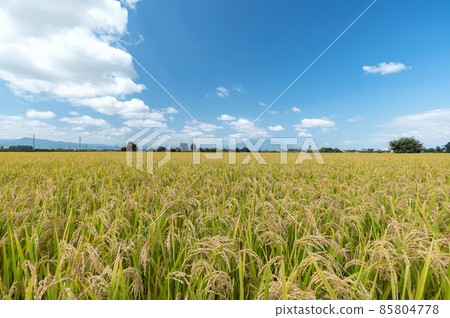 [Tsugaru Plain, Aomori Prefecture] Paddy fields of Mt. Iwaki and Tsugaru Plain 85804778