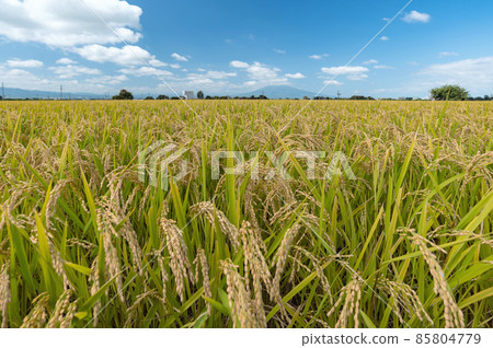 [Tsugaru Plain, Aomori Prefecture] Paddy fields of Mt. Iwaki and Tsugaru Plain 85804779