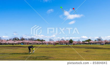 Mother and son flying kite in the Garry Point Park in springtime. Cherry blossom flowers in full bloom. Richmond, BC, Canada. Mother and son flying kite in the Garry Point Park in springtime. Cherry blossom flowers in full bloom. Richmond, BC, Canada. 85804841