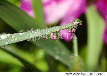 看水滴中的杜鵑花(水滴、水滴、雫) 看水滴中的杜鵑花(水滴、水滴、雫) 85804929