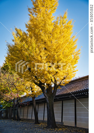 Autumn of Higashi Honganji Temple 2021 Autumn Autumn of Higashi Honganji Temple 2021 Autumn 85805882