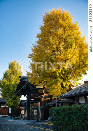 東本願寺的秋天 2021年秋天 東本願寺的秋天 2021年秋天 85805889