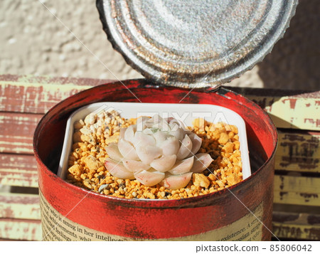 Succulent plant Humilis Succulent plant Humilis 85806042