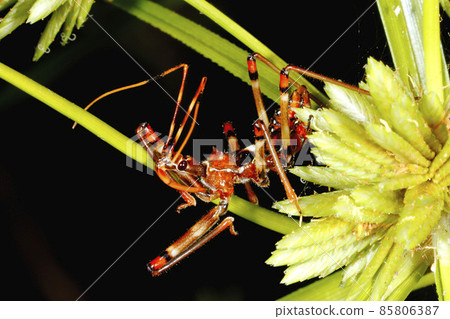 Assassin Bug nymph 85806387
