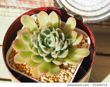 Succulent flower moonlit night Succulent flower moonlit night 85806418