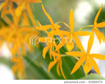 Western orchid flower cattleya 85806474