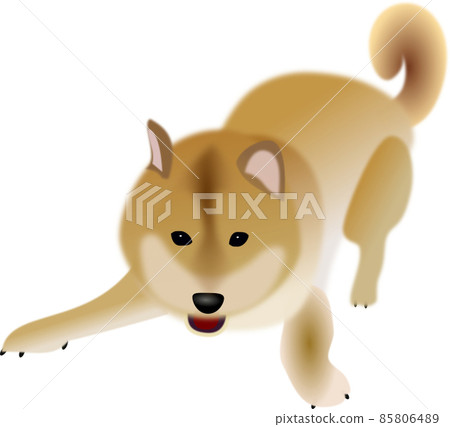 一隻長著尾巴的柴犬，想要你扔球並玩它 85806489